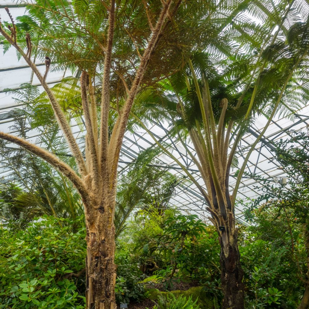 Cyathea felina - Fougère arborescente