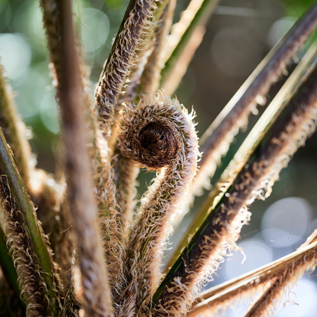 Cyathea felina - Fougère arborescente