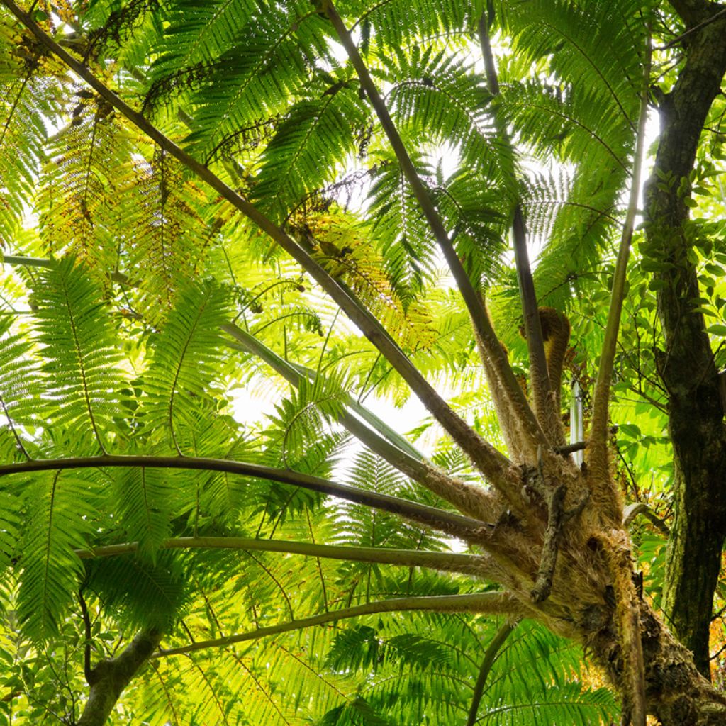 Cyathea felina - Fougère arborescente