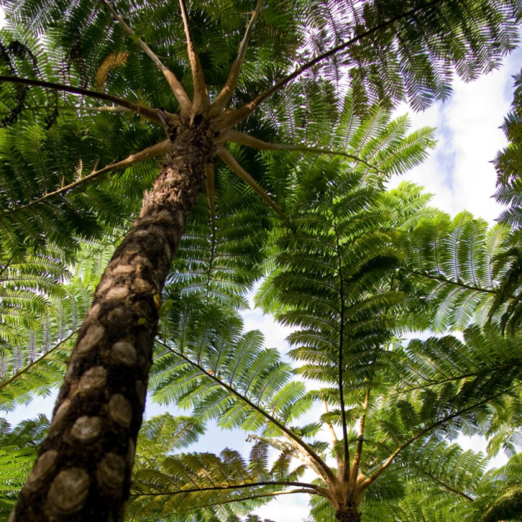 Cyathea lunulata - Fougère arborescente