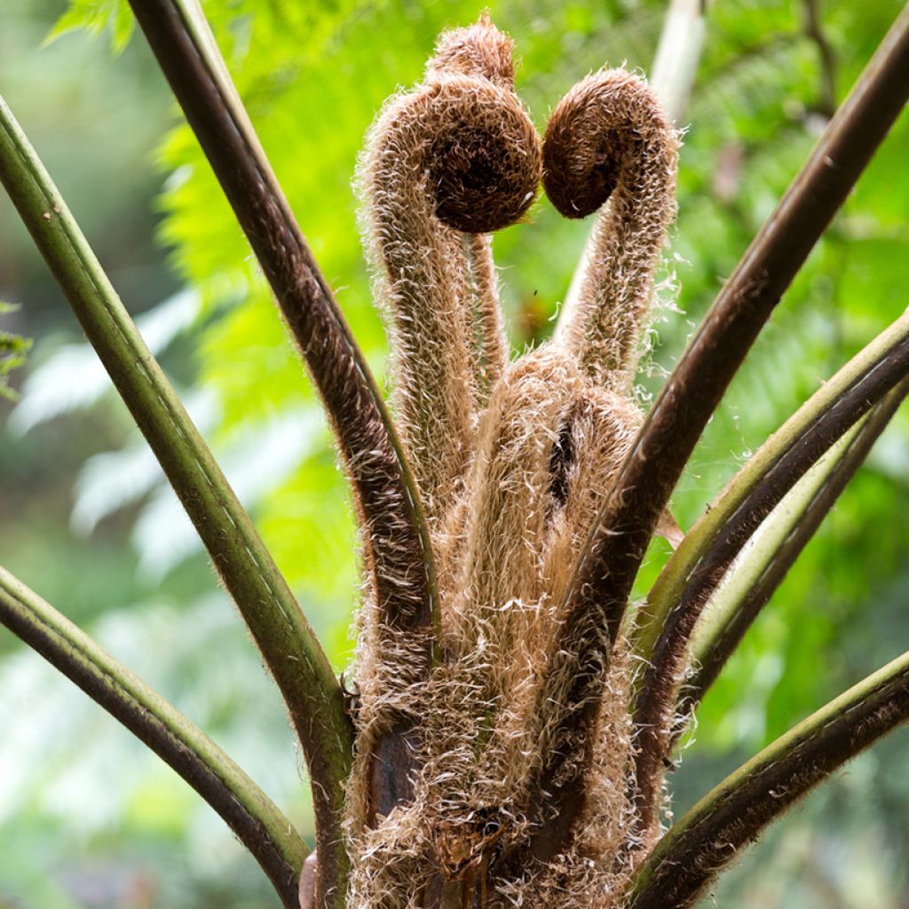 Cyathea lunulata - Fougère arborescente