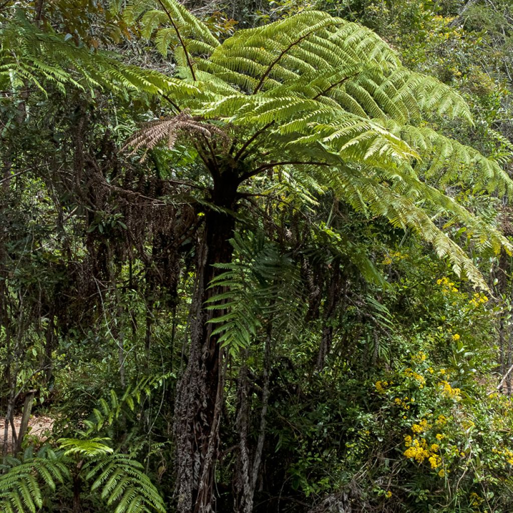 Cyathea lunulata - Fougère arborescente