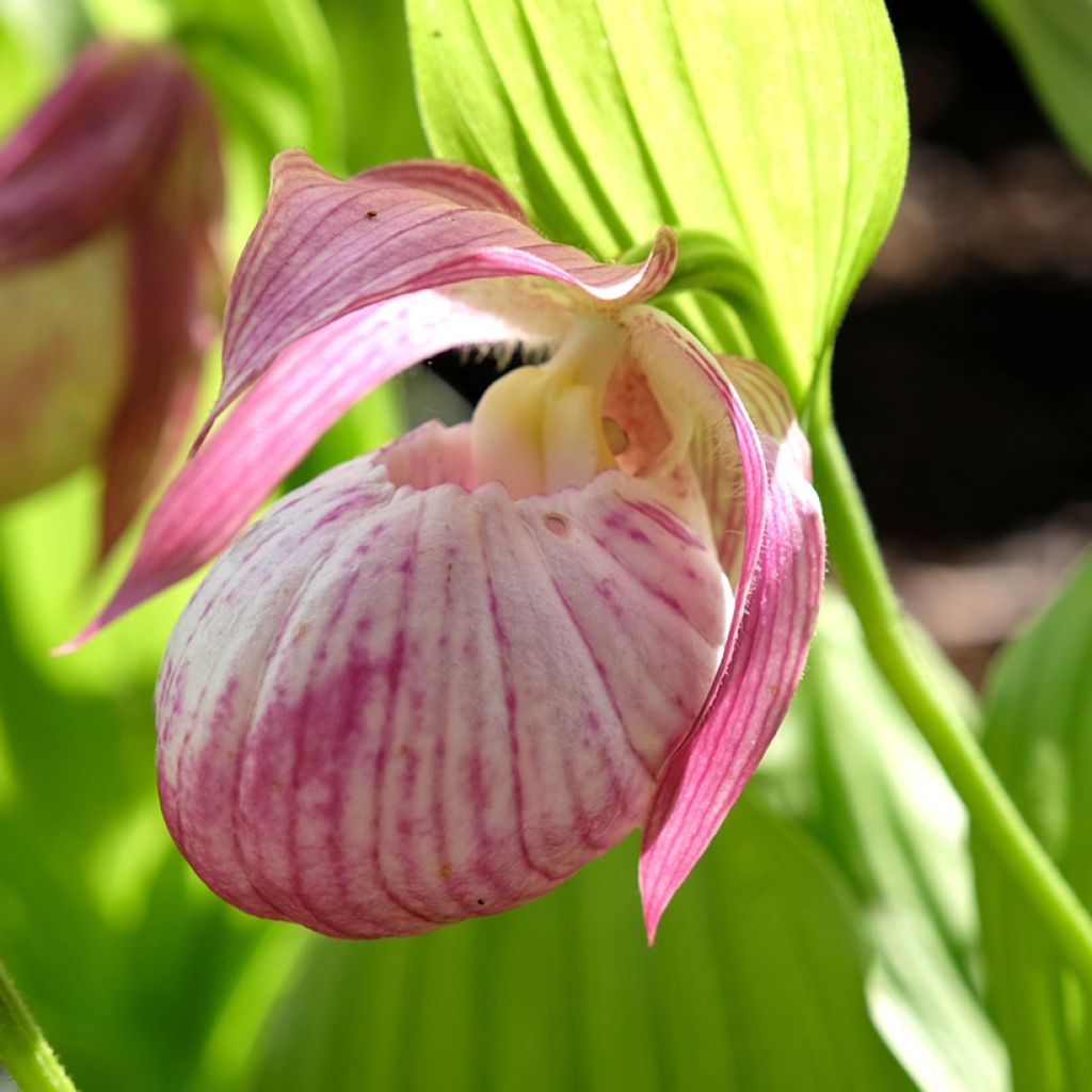 Cypripedium Sabine - Sabot de Venus hybride