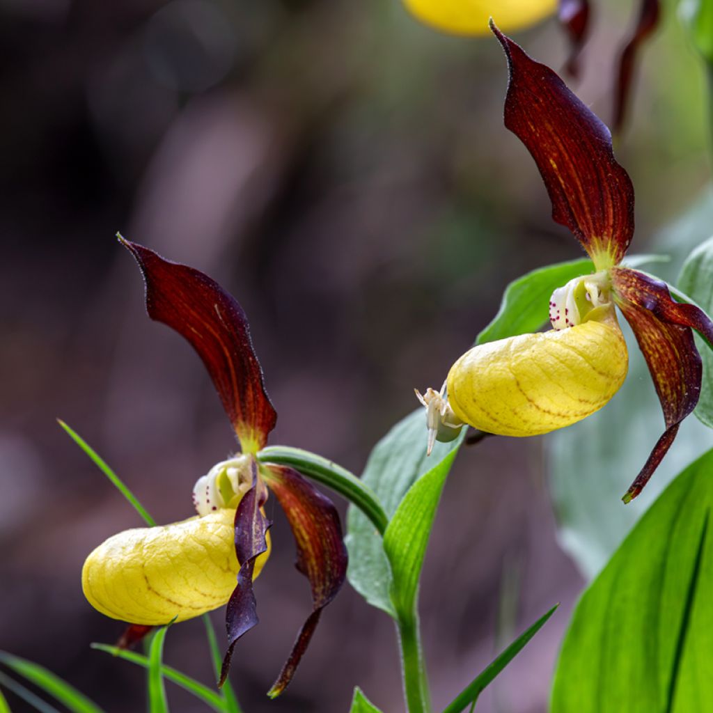 Cypripedium Emil - Sabot de Venus hybride