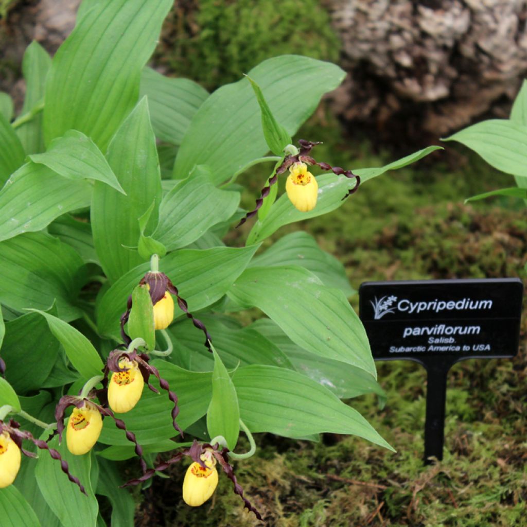 Cypripedium parviflorum var. parviflorum - Sabot de Venus