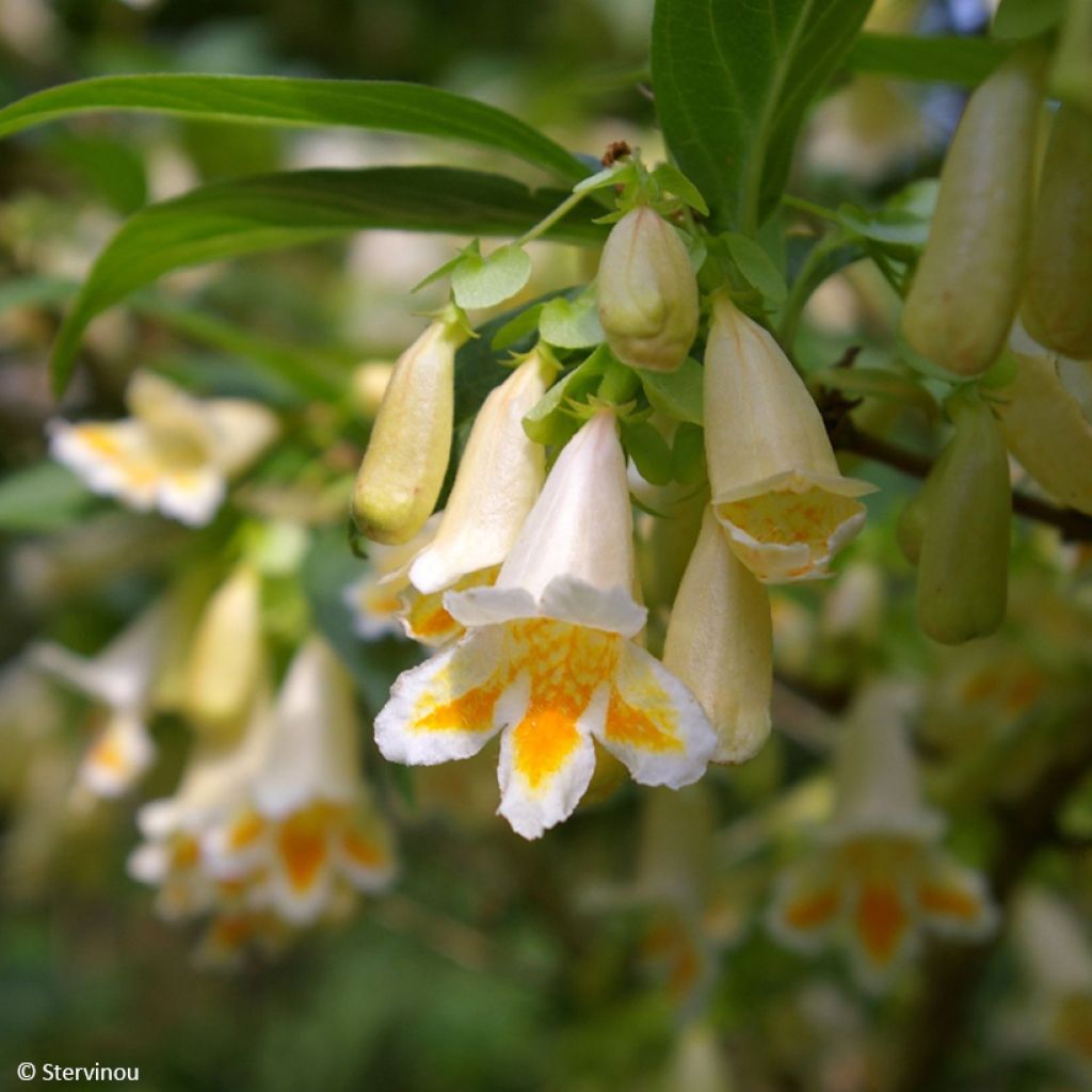 Dipelta yunnanensis - Dipelta du Yunnan