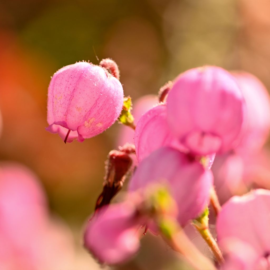 Daboecia cantabrica Globosa Pink - Bruyère de Saint Daboec