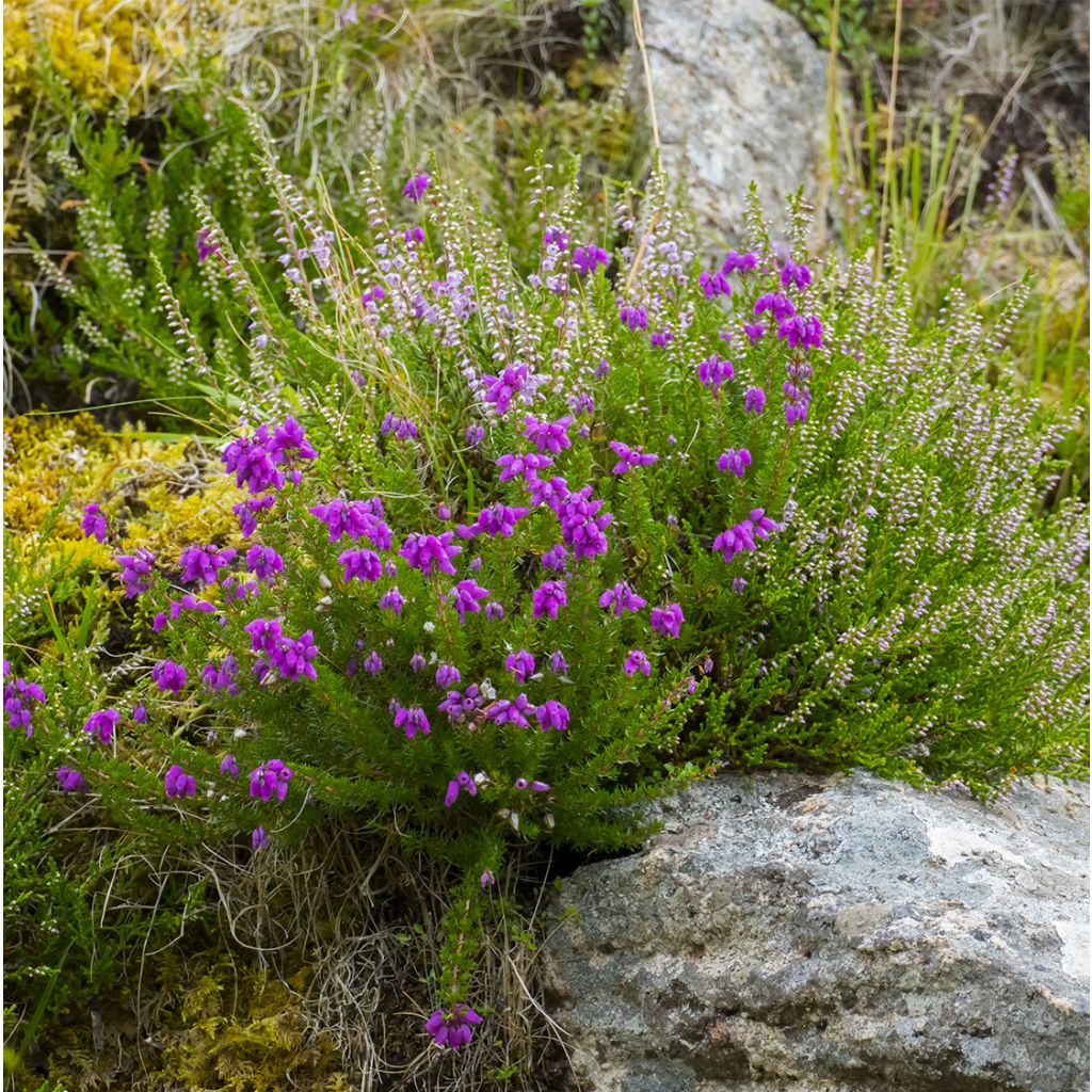 Daboecia cantabrica Purpurea - Bruyère de Saint Daboec