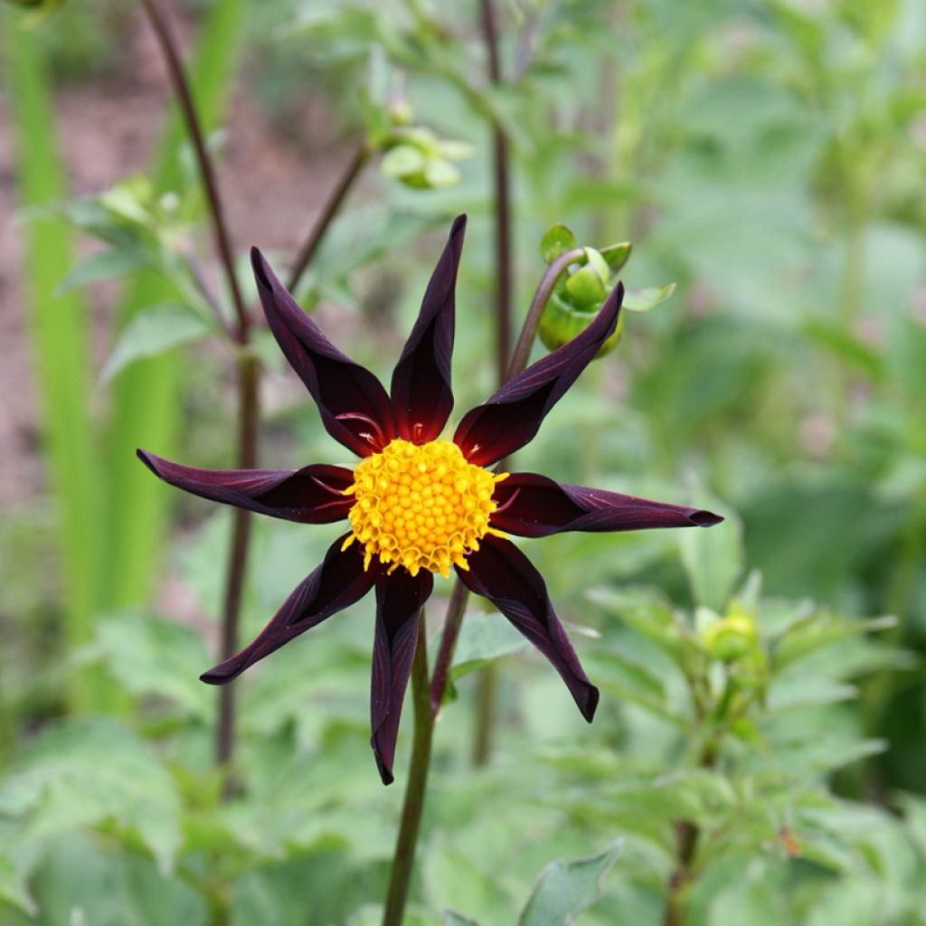 Dahlia Honka Verrone's Obsidian