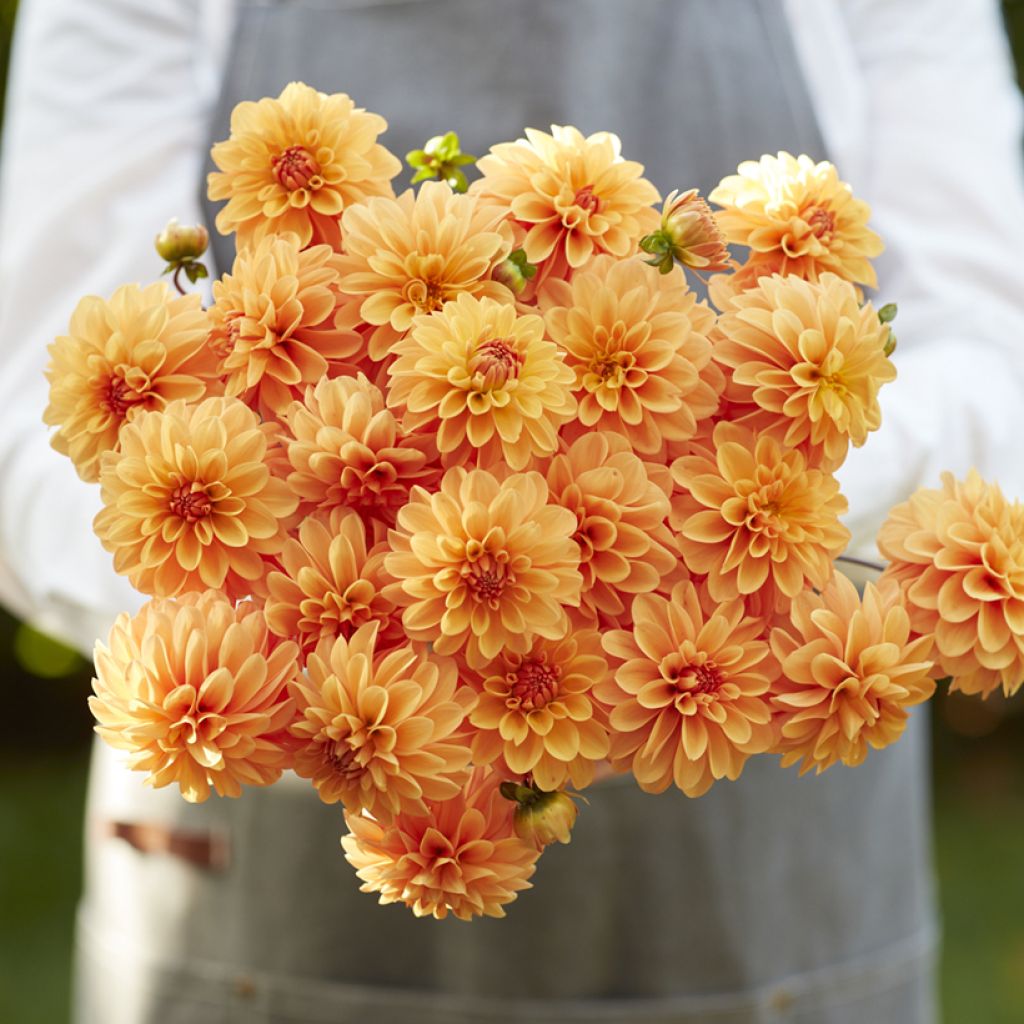 Dahlia balle Bazuin Bright Orange