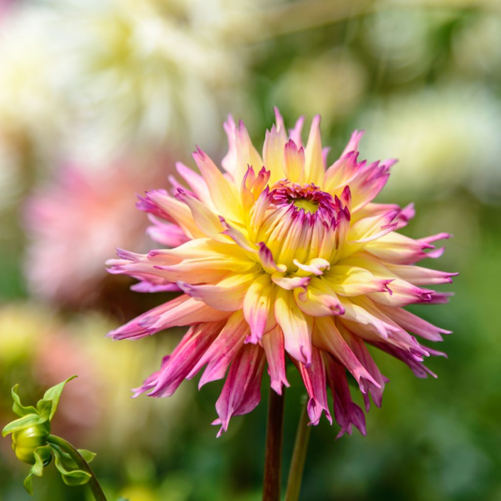 Dahlia fimbriata Caproz Josephine