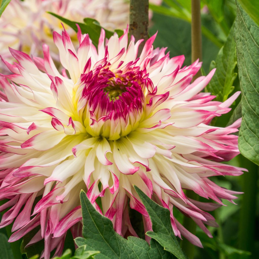 Dahlia fimbriata Caproz Josephine