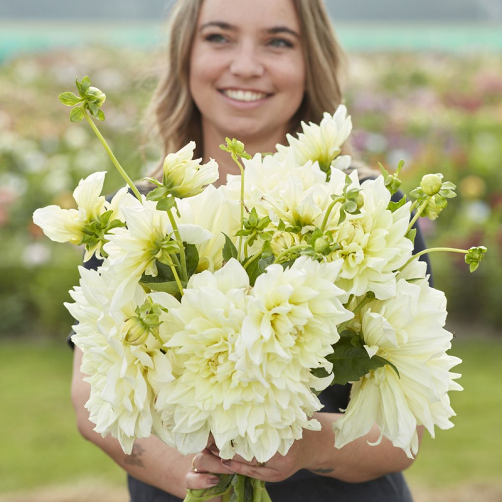 Dahlia géant Ice Breaker