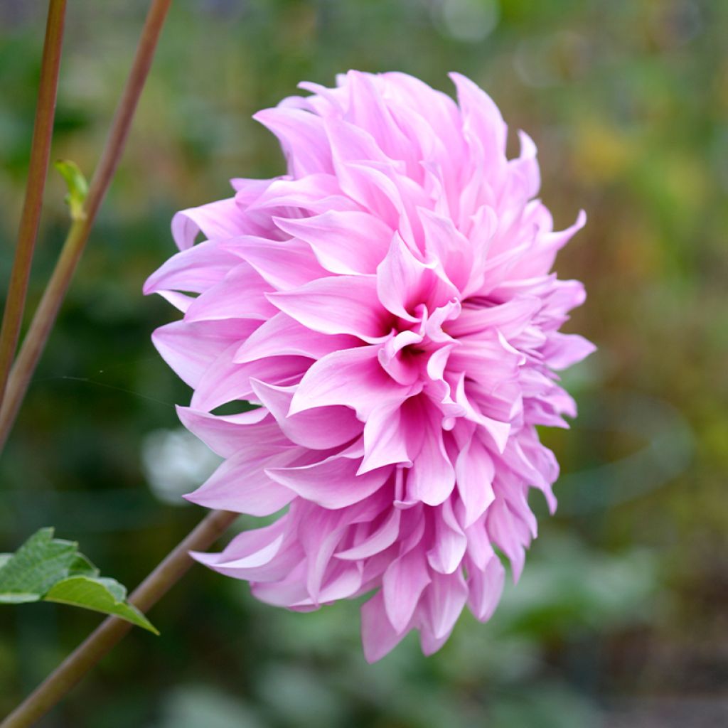 Dahlia géant Vassio Meggos