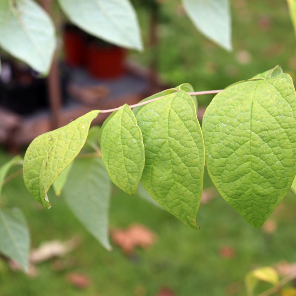 Decaisnea fargesii