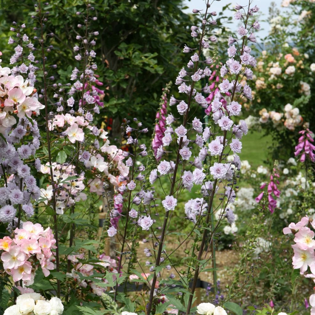 Delphinium Highlander Cha Cha - Pied d'alouette vivace