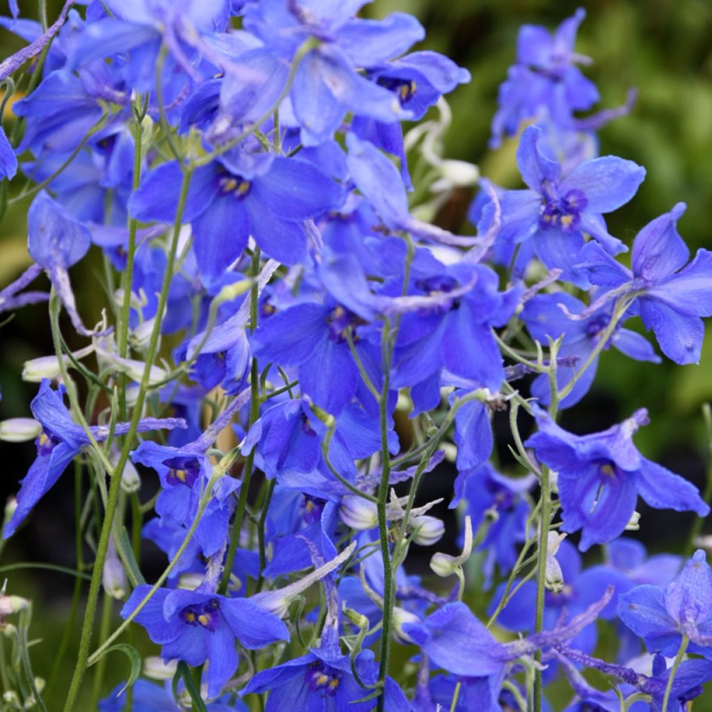 Delphinium belladonna Völkerfrieden - Pied d'Alouette vivace