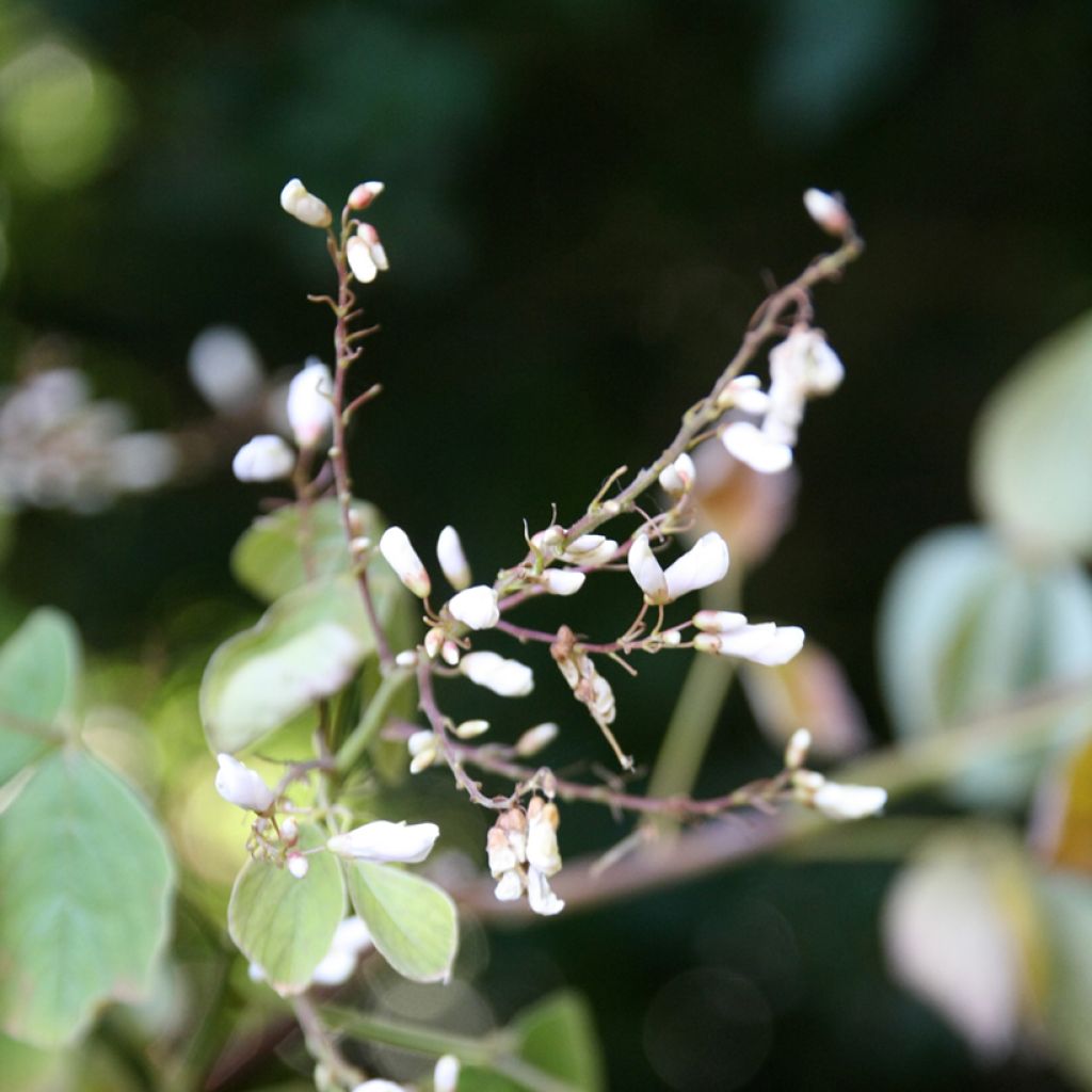 Desmodium elegans - Desmodium élégant