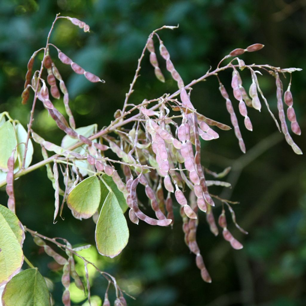 Desmodium elegans - Desmodium élégant