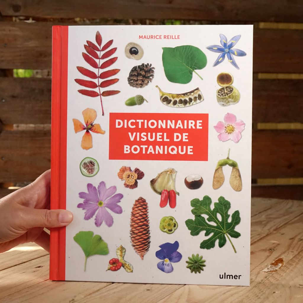 Dictionnaire visuel de botanique