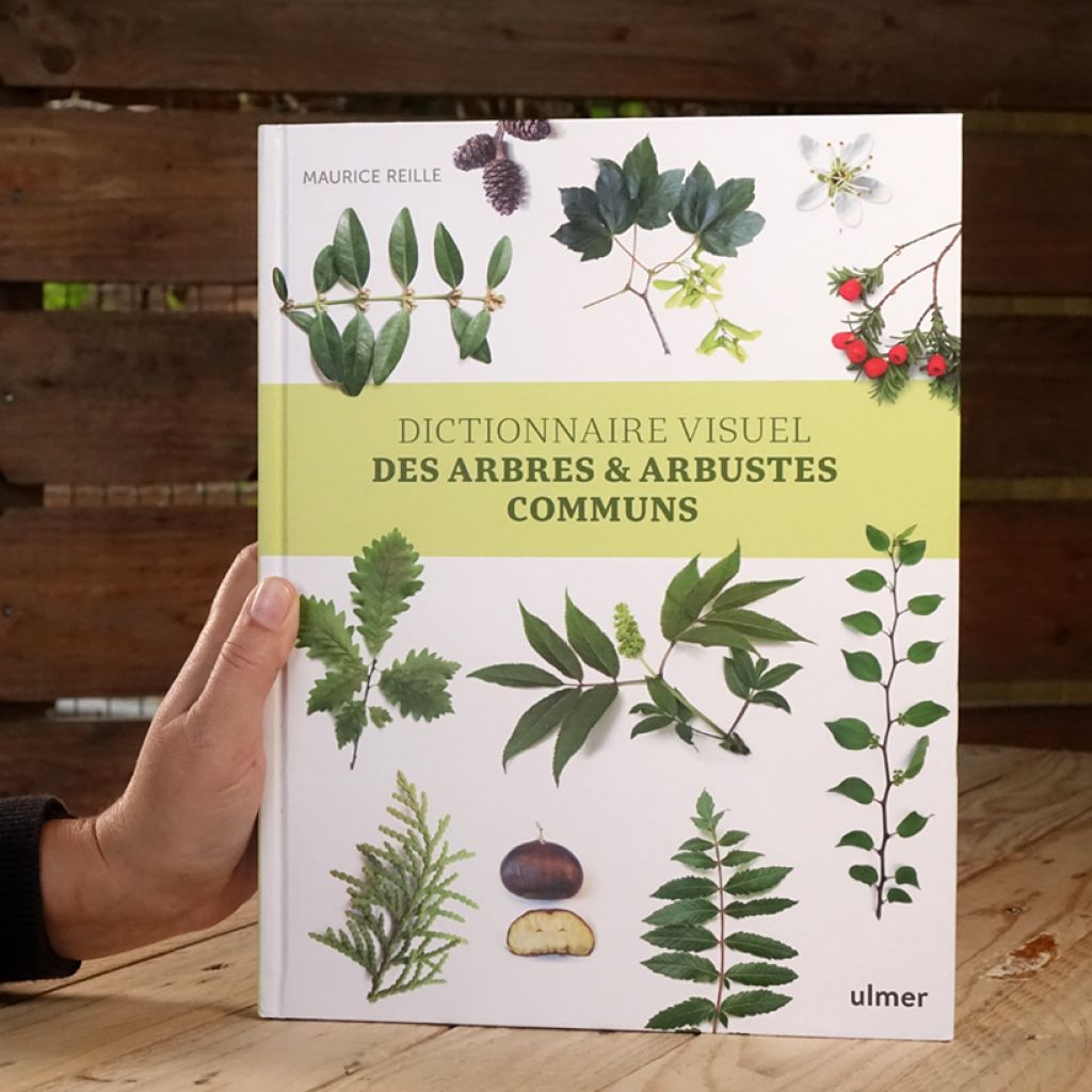 Dictionnaire visuel des arbres et arbustes communs