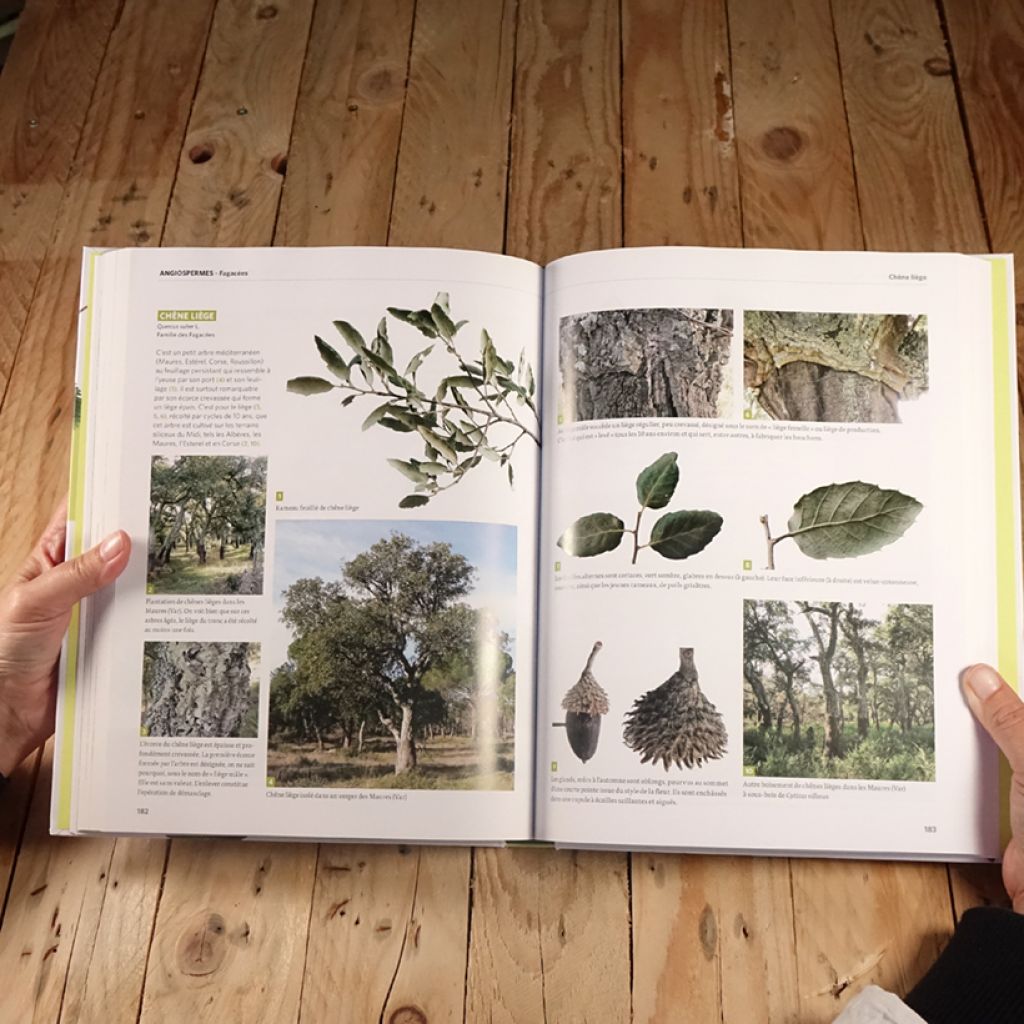 Dictionnaire visuel des arbres et arbustes communs