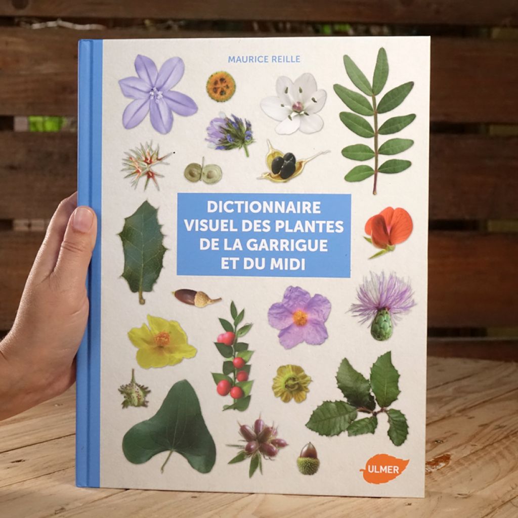 Dictionnaire visuel des plantes de la garrigue et du Midi