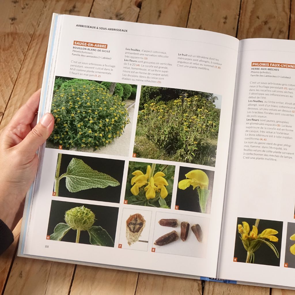 Dictionnaire visuel des plantes de la garrigue et du Midi