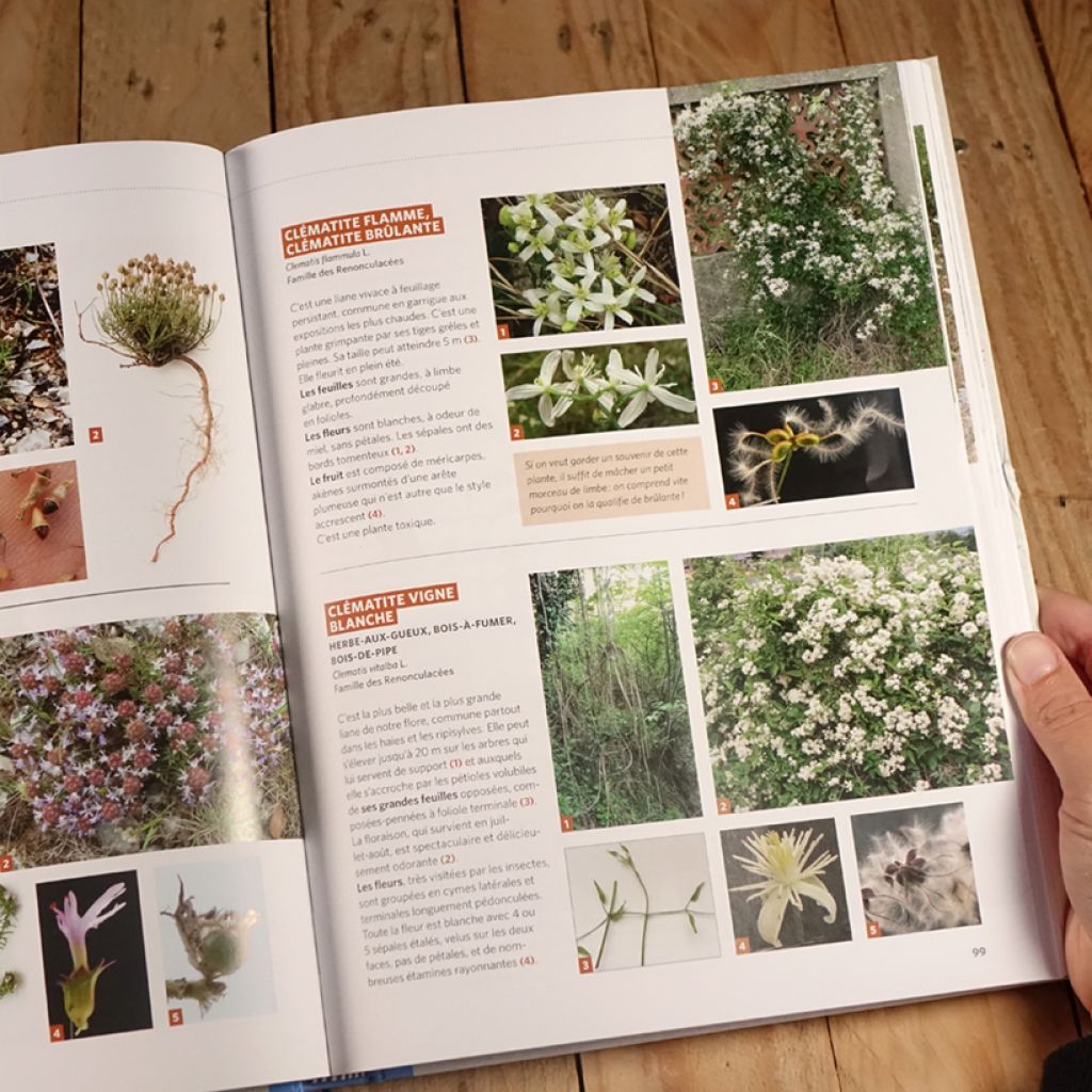 Dictionnaire visuel des plantes de la garrigue et du Midi