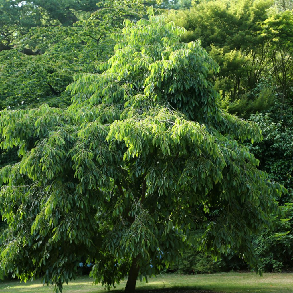 Plaqueminier, Kaki de Virginie - Diospyros virginiana