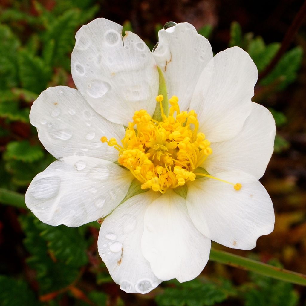 Dryas drummondii Grandiflora