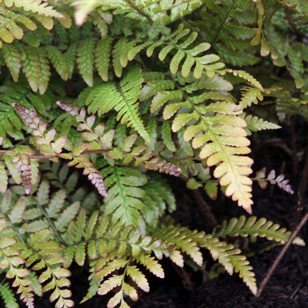 Dryopteris erythrosora Prolifica - Fougère à sores rouges 