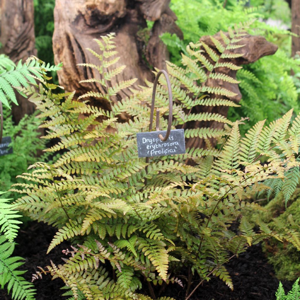 Dryopteris erythrosora Prolifica - Fougère à sores rouges 