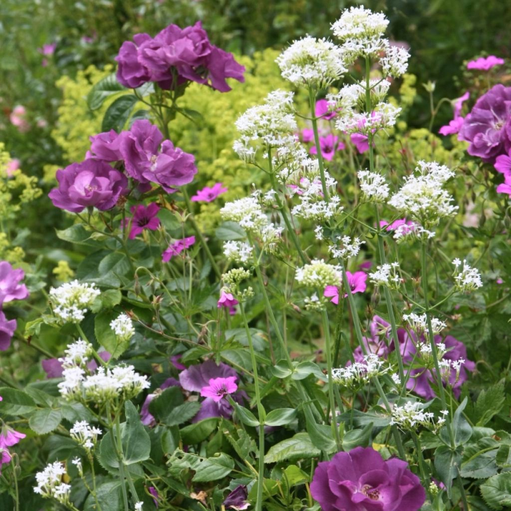 Duo Bucolique - Rosier Rhapsopdy in Blue et Valériane blanche