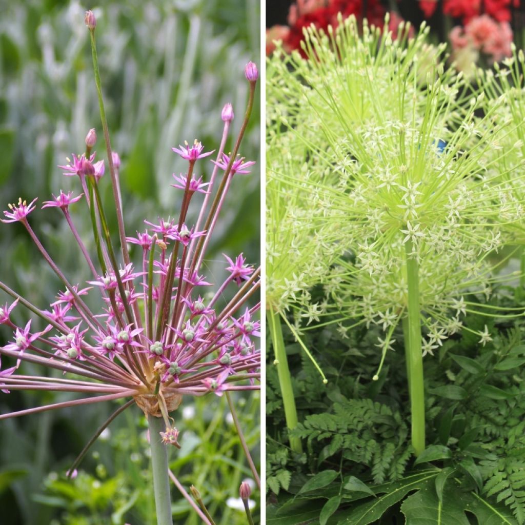 Duo Feu d'artifice - Alliums schubertii