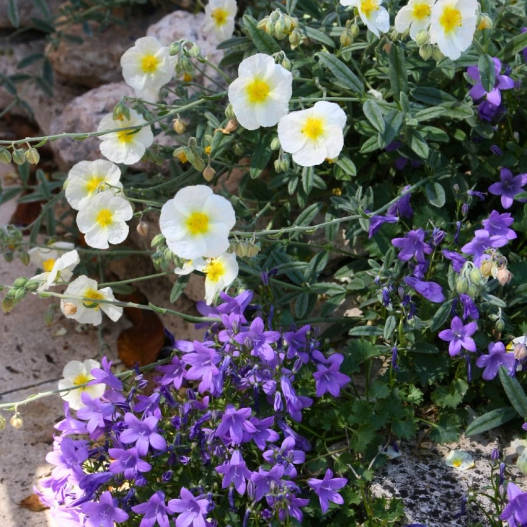 Duo Fleurir un muret Blanc bleu