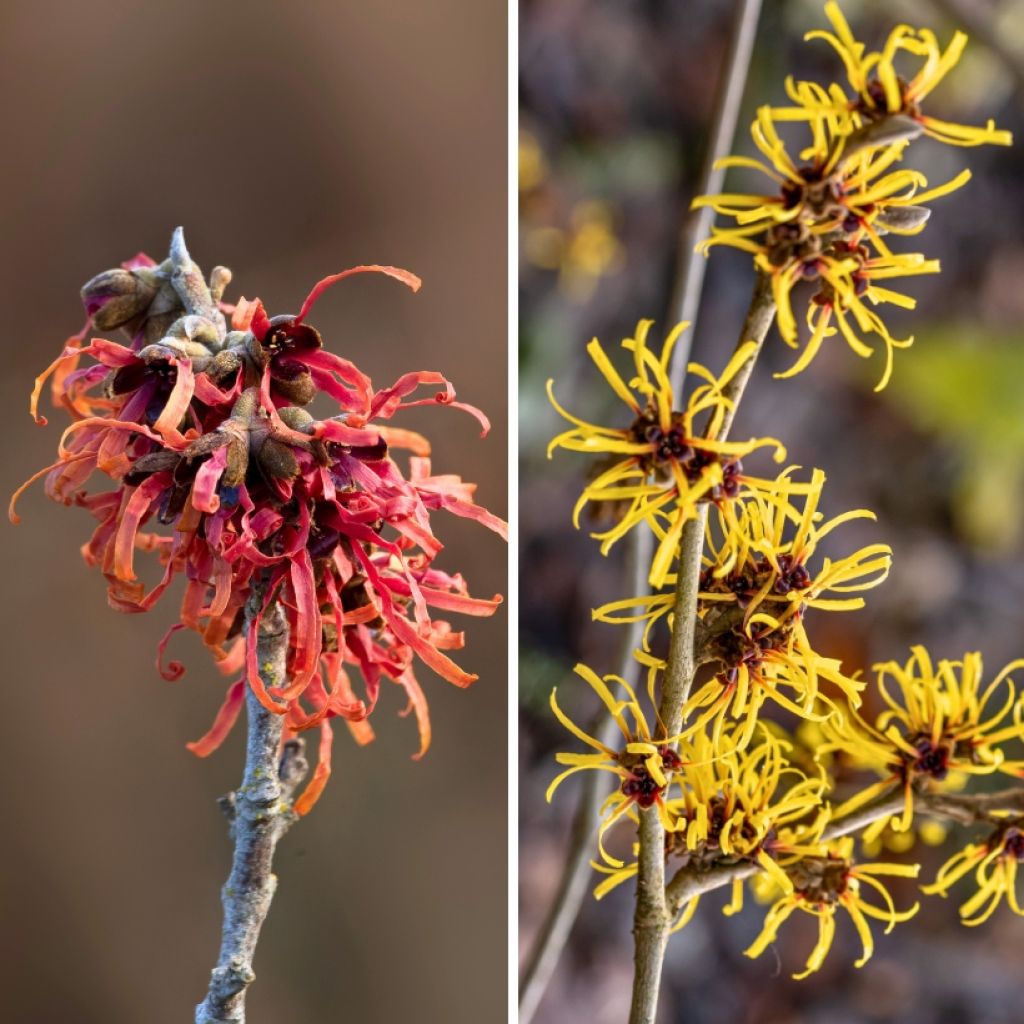 Duo Hamamelis -Noisetier des sorcières jaune et rouge