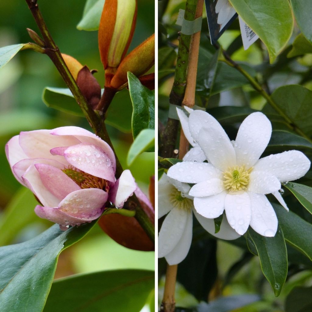 Duo Michelias - Petits Magnolias parfumés