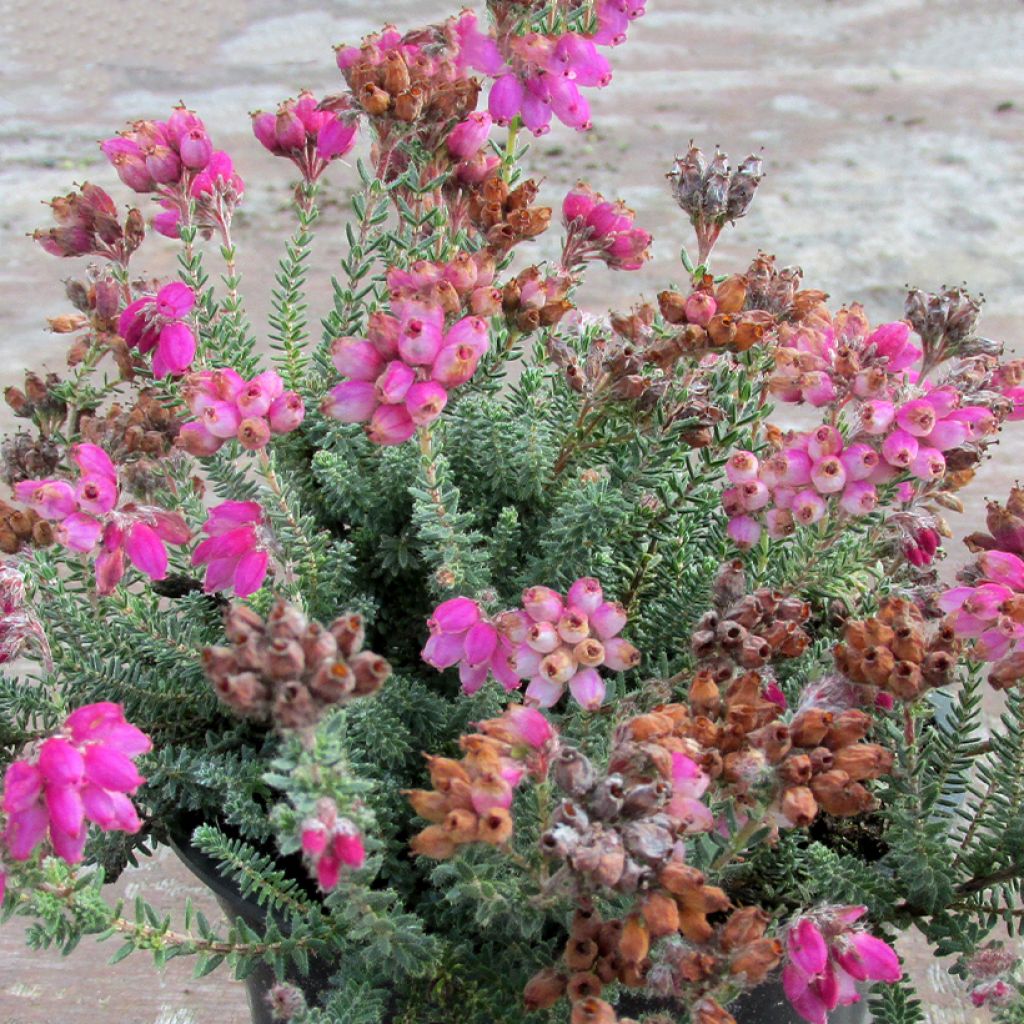 Bruyère des marais - Erica tetralix Con Underwood