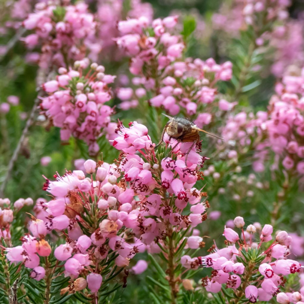 Bruyère vagabonde - Erica vagans Pyrenees Pink