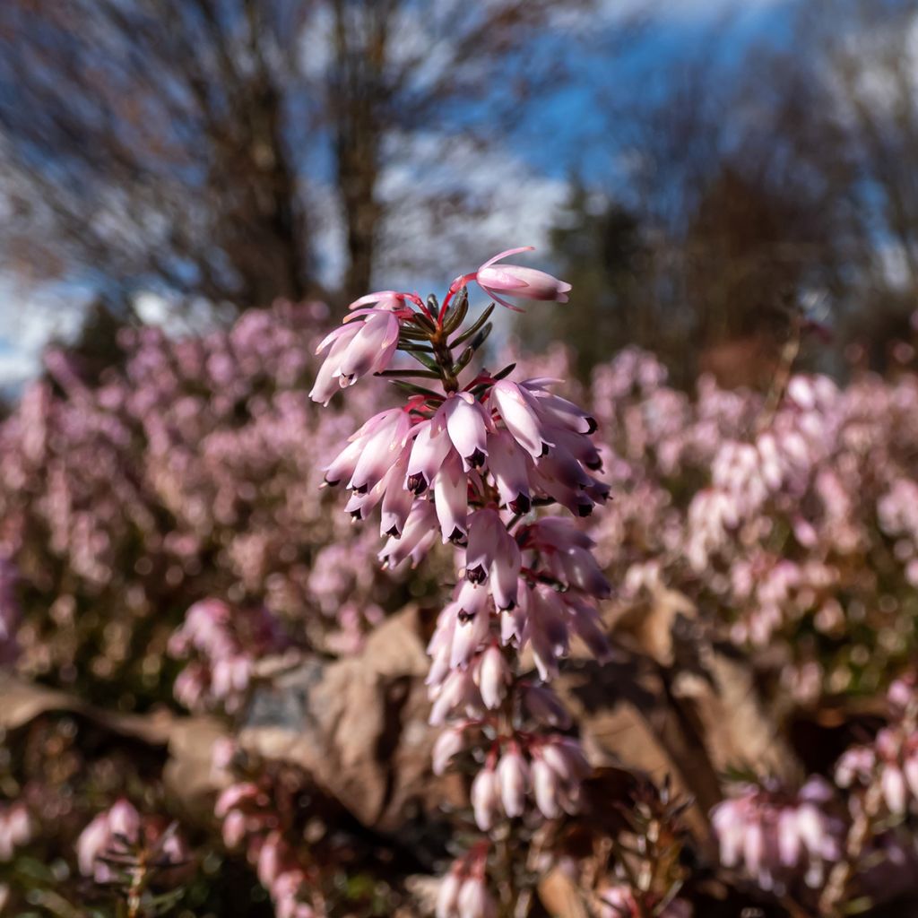 Bruyère des neiges - Erica carnea Pink Spangles