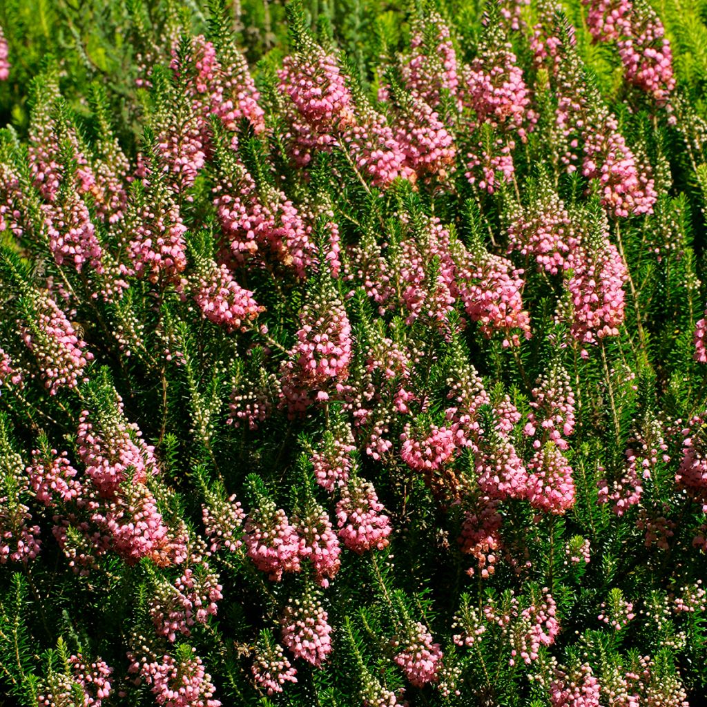 Bruyère vagabonde - Erica vagans St Keverne