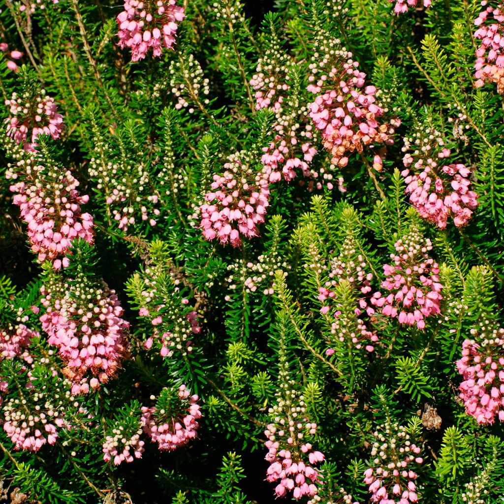 Bruyère vagabonde - Erica vagans St Keverne