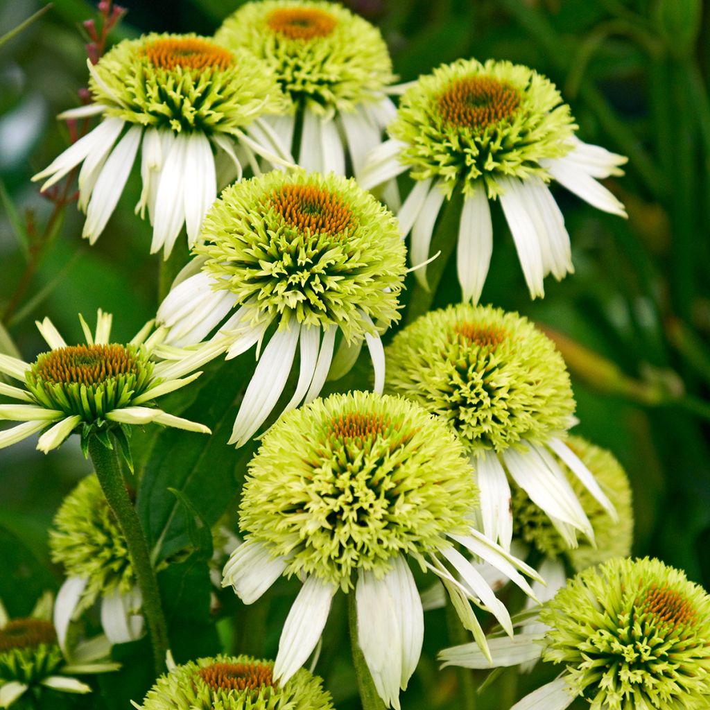 Echinacea Coconut Lime - Echinacée