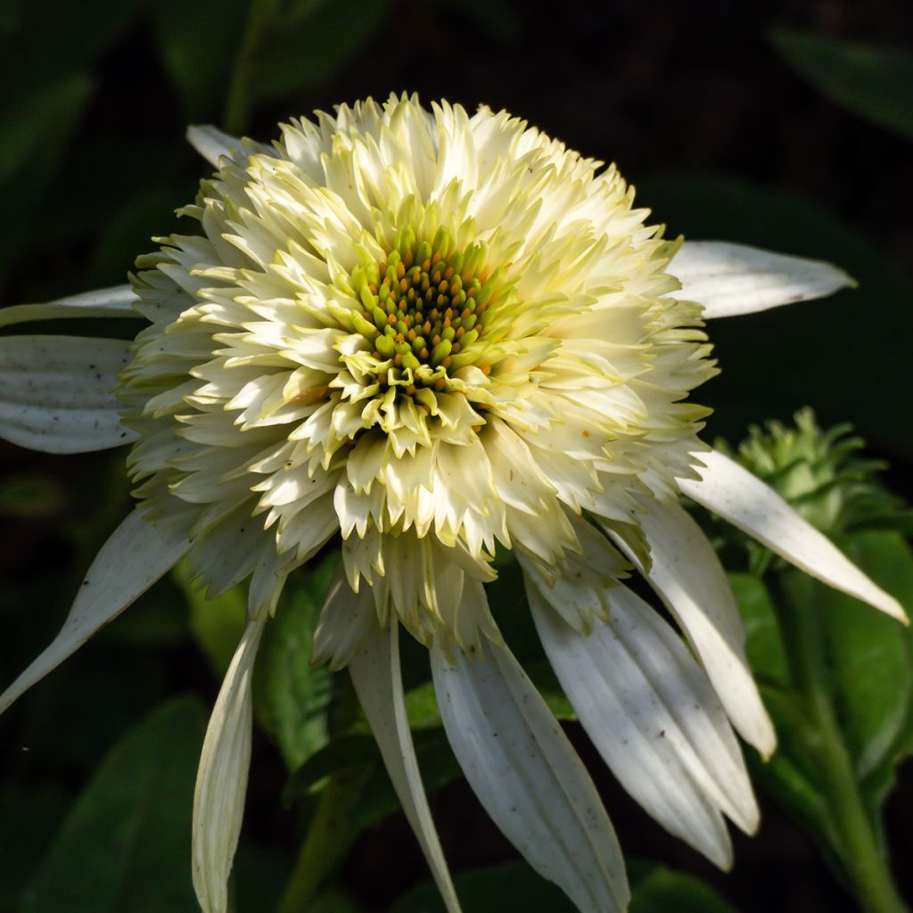 Echinacea Coconut Lime - Echinacée