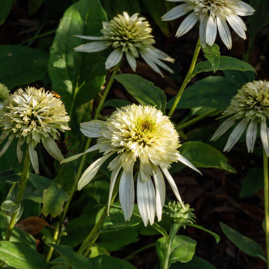 Echinacea Coconut Lime - Echinacée