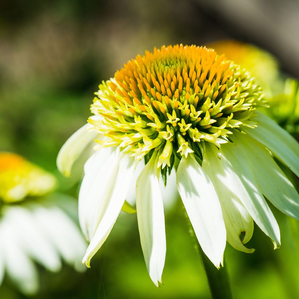 Echinacea Coconut Lime - Echinacée