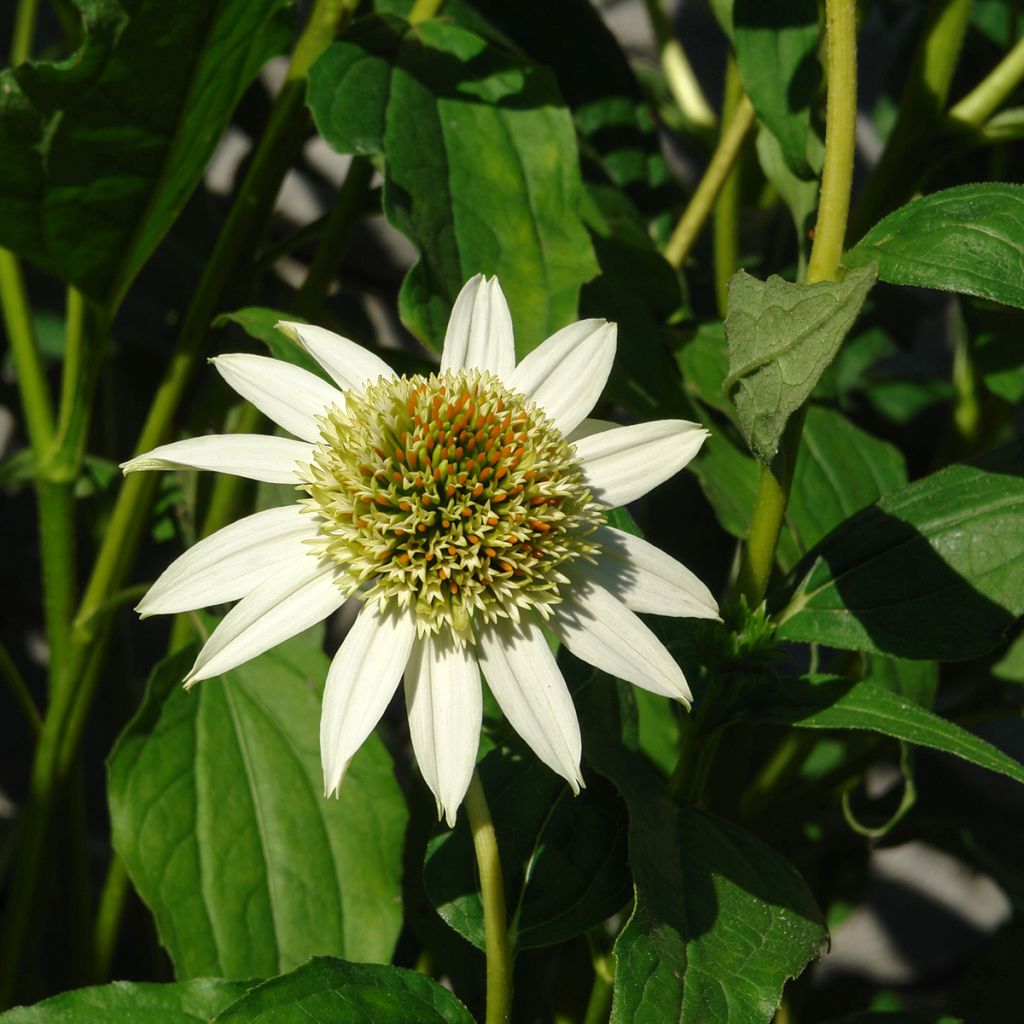 Echinacea Coconut Lime - Echinacée