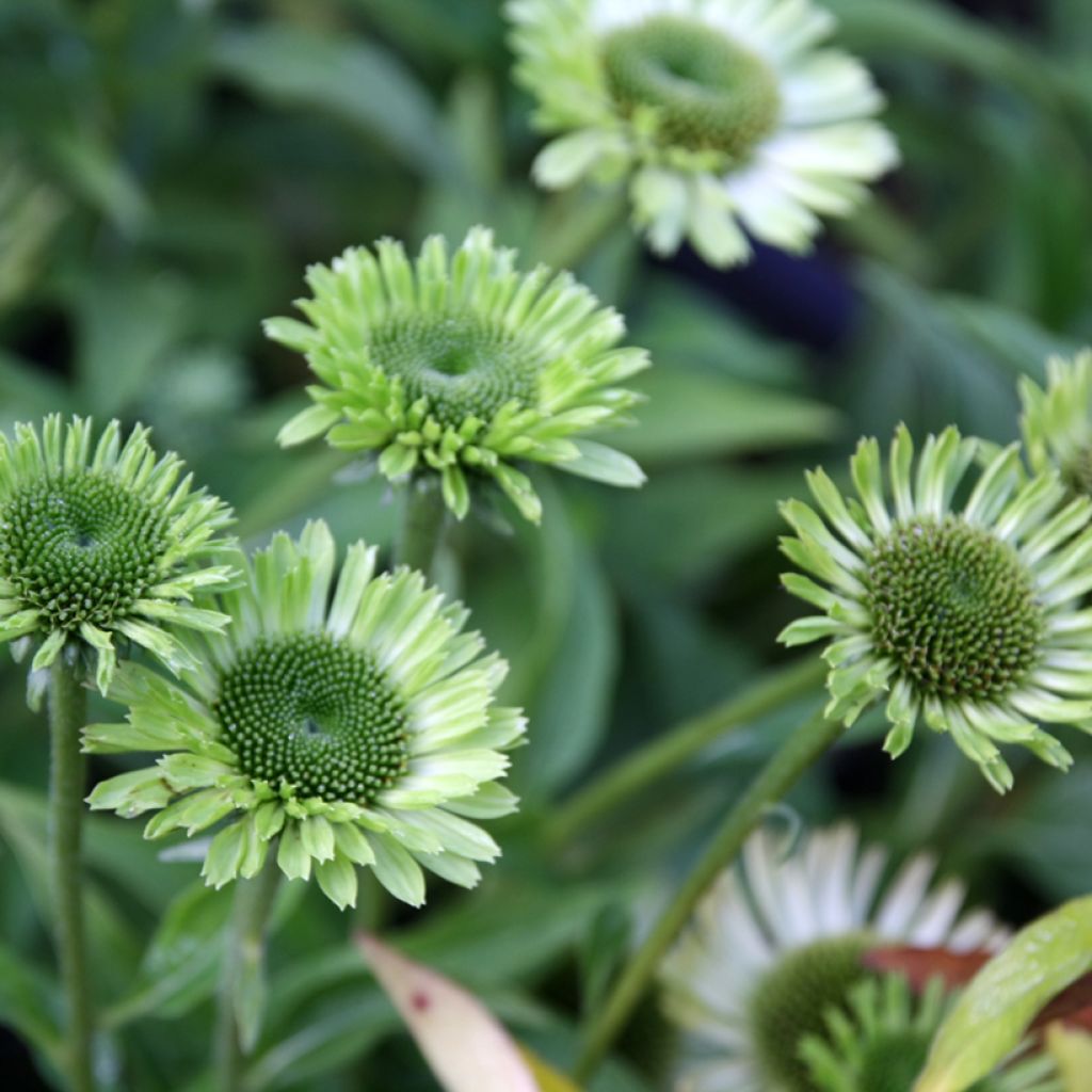 Echinacea Green Jewel - Echinacée