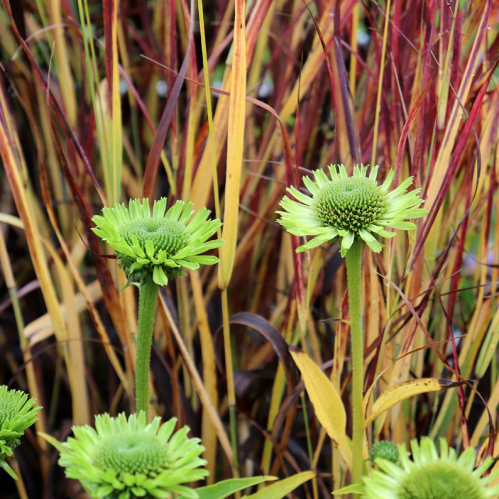 Echinacea Green Jewel - Echinacée